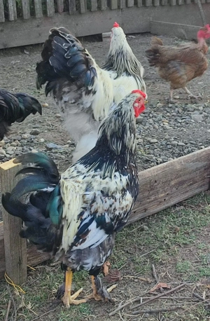 Vând cocosi de rasa  - imagine 3