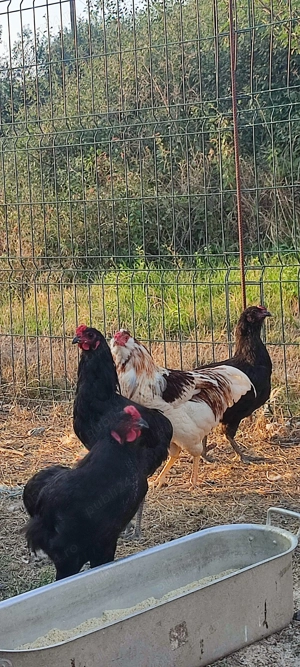 Vând cocosi de rasa  - imagine 4