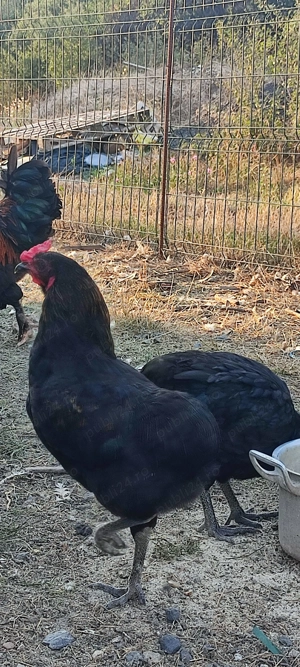 Vând cocosi de rasa  - imagine 5