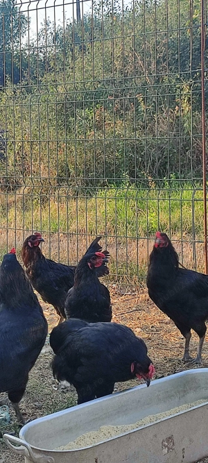 Vând cocosi de rasa 