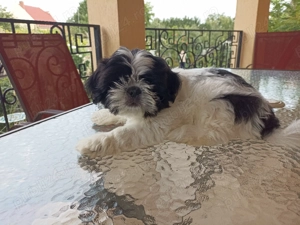 Căței Shiih tzu alb- negru de vanzare
