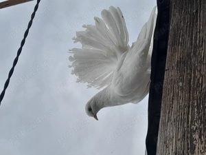 Vând porumbei albi voltati 