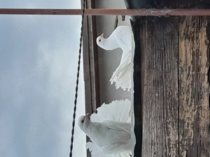 Vând porumbei albi voltati  - imagine 2