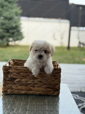 Bichon Maltez 6 săptămâni   4 pui (2 băieți și 2 fete)   vaccinați, cu carnet de sănătate