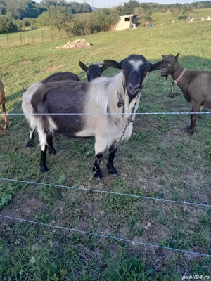 vand tap sut genetic