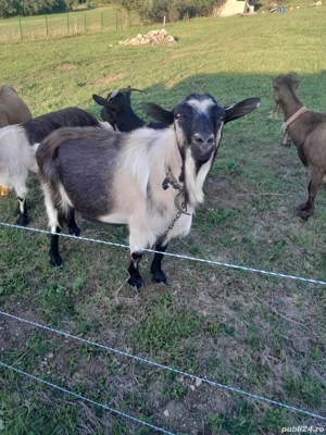 vand tap sut genetic - imagine 2