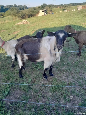 vand tap sut genetic - imagine 3