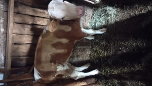 Vițică de vanzare bălțată românească 