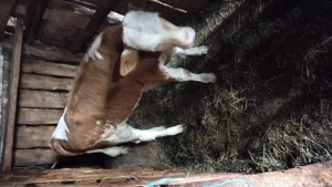 Vițică de vanzare bălțată românească  - imagine 2 Vițică de vanzare bălțată românească  - imagine 2