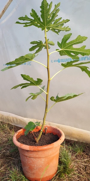 Smochin la ghiveci anul 1