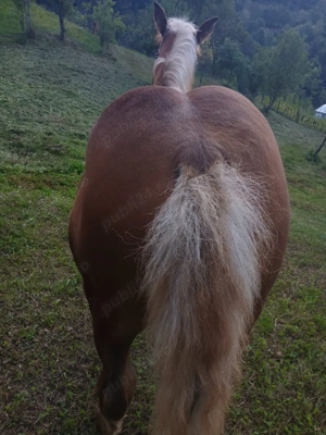 Mânz, patru luni  - imagine 2