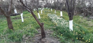 Unique Investment Opportunity   Central Prejmer Property with Orchard  - imagine 8