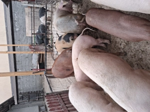 Vand porci de tara!!