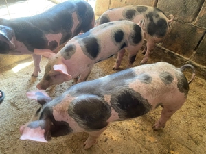 vând purcei de rasa puetrain - imagine 4