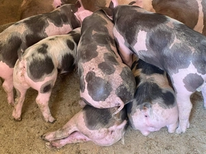 vând purcei de rasa puetrain