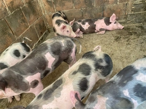 vând purcei de rasa puetrain - imagine 3