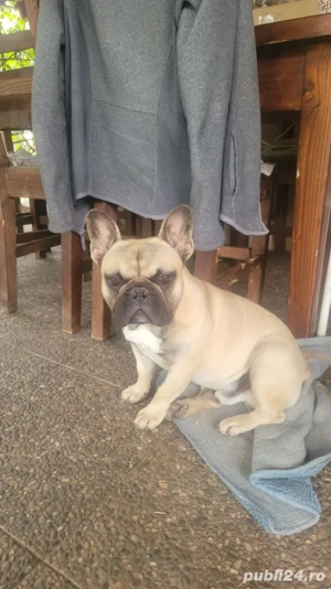 Bulldog francez de vanzare!