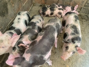 vând purcei de rasa puetrain - imagine 2