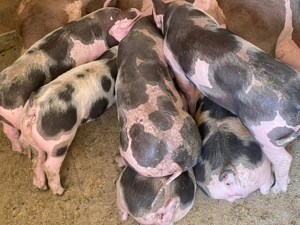 vând purcei de rasa puetrain - imagine 5