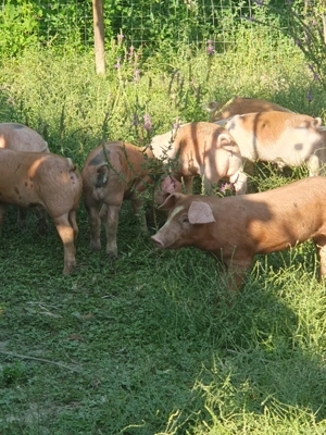 Vand porci si purcei de rasa - imagine 2