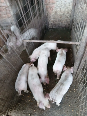 Purcei de vanzare de 8 saptamani  - imagine 3 Purcei de vanzare de 8 saptamani  - imagine 3