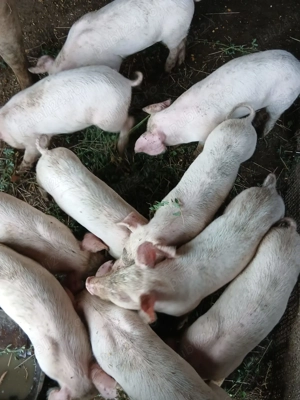 Purcei de vanzare de 8 saptamani  - imagine 2 Purcei de vanzare de 8 saptamani  - imagine 2