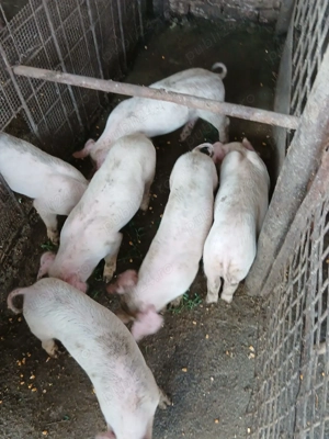Purcei de vanzare de 8 saptamani  - imagine 4 Purcei de vanzare de 8 saptamani  - imagine 4