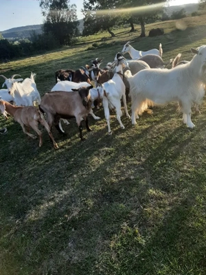 Vând 15 capre tinere - imagine 3