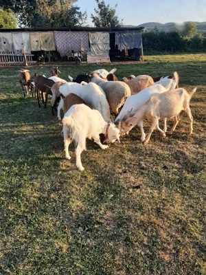 Vând 15 capre tinere