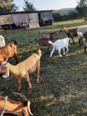 Vând 15 capre tinere - imagine 2