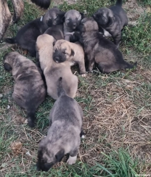 Vând căței Kangal