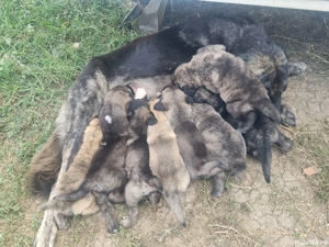 Vând căței Kangal - imagine 2 Vând căței Kangal - imagine 2