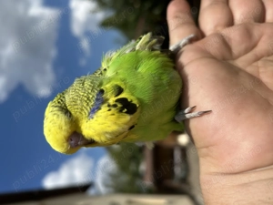 Papagali perusi standard  familie reproducatoare   tineret   pui - imagine 3