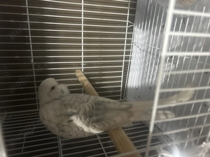 Papagali perusi standard  familie reproducatoare   tineret   pui - imagine 5