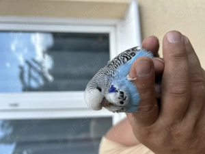 Papagali perusi standard  familie reproducatoare   tineret   pui - imagine 4