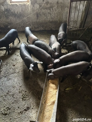 vand porci  - imagine 2