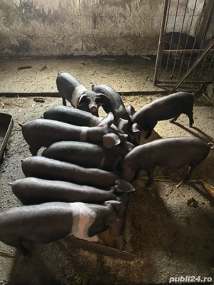 vand porci  - imagine 4