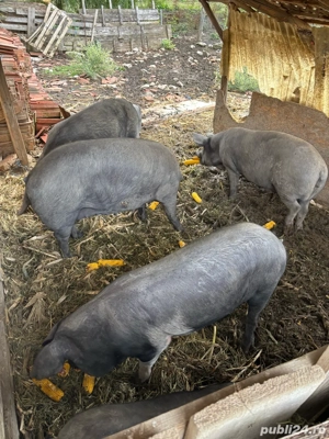 vand porci  - imagine 5