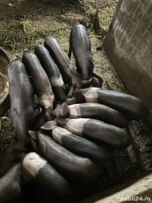 vand porci  - imagine 3