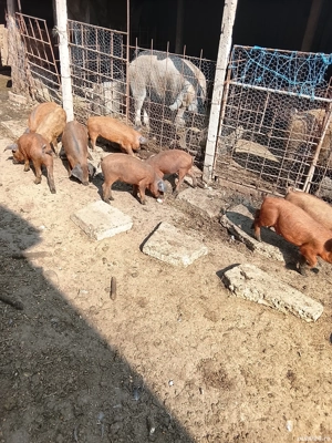 Vând purcei mangalița  - imagine 3