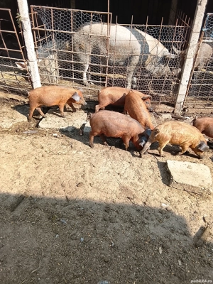 Vând purcei mangalița  - imagine 5