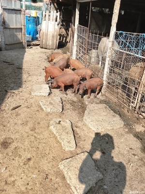 Vând purcei mangalița  - imagine 4