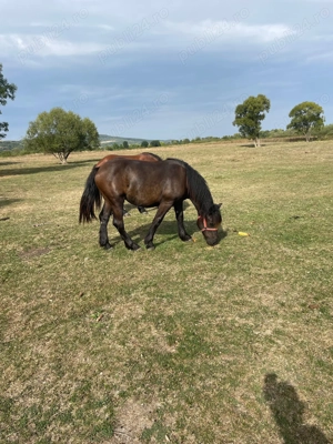 Vând o mânză și un mânz  - imagine 3