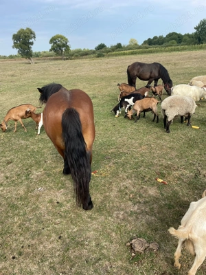 Vând o mânză și un mânz  - imagine 4