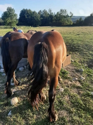 Vând o mânză și un mânz  - imagine 5