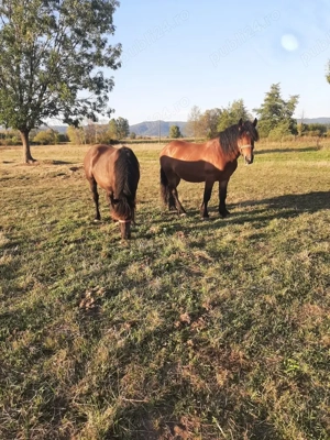 Vând o mânză și un mânz  - imagine 6