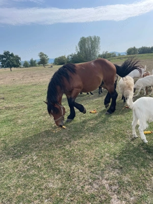 Vând o mânză și un mânz  - imagine 2