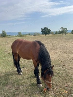 Vând o mânză și un mânz  - imagine 7