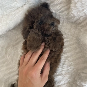 Pudel Caniche Barboncino Poodle Maro Ciocolată Merle Talie mică  - imagine 2 Pudel Caniche Barboncino Poodle Maro Ciocolată Merle Talie mică  - imagine 2