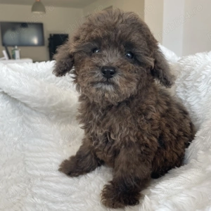 Pudel Caniche Barboncino Poodle Maro Ciocolată Merle Talie mică  - imagine 4 Pudel Caniche Barboncino Poodle Maro Ciocolată Merle Talie mică  - imagine 4